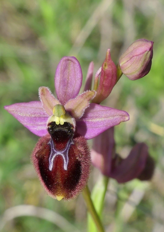 ibridi di Ophrys tenthredinifera nellalto Abruzzo - maggio 2021.